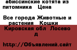 абиссинские котята из питомника › Цена ­ 15 000 - Все города Животные и растения » Кошки   . Кировская обл.,Лосево д.